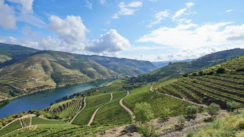 Wijngaarden in de vallei van de rivier de Douro, Portugal